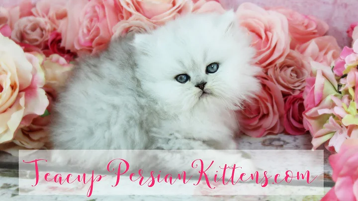 Video 575841: persian kittens cattery, male silver persian kitten
