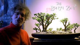 Updates From December's Pruning, The Bonsai Zone, Jan 2021