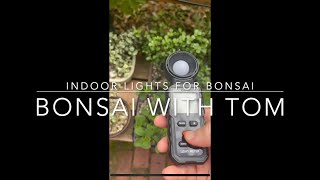 Indoor Lights For Bonsai - How Effective Are They