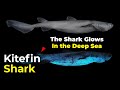 Kitefin Shark | The Shark Glows in the Deep Sea