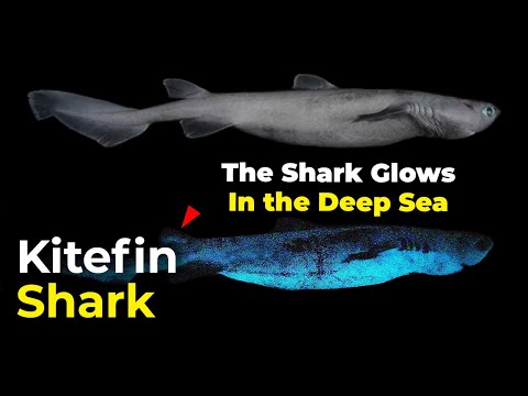 Kitefin Shark | The Shark Glows in the Deep Sea