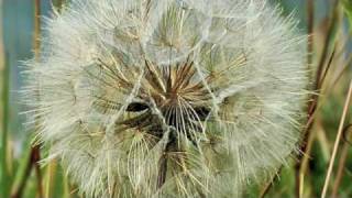 July Dandelion Seeds