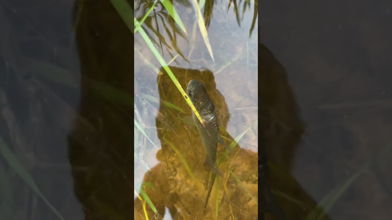 Catching Fish | Fish traps |  