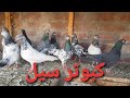 Kabooter sale pigeon sales  nadeem sardar  03224016320 