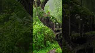 Mysterious forest _birdsounds _birds _nature _youtubeshorts _viral _short _healing _meditation