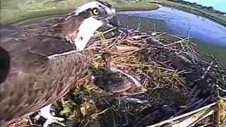 MNSA Snow Craft Osprey-Cam: 6/8/16 Breakfast and uninvited guest