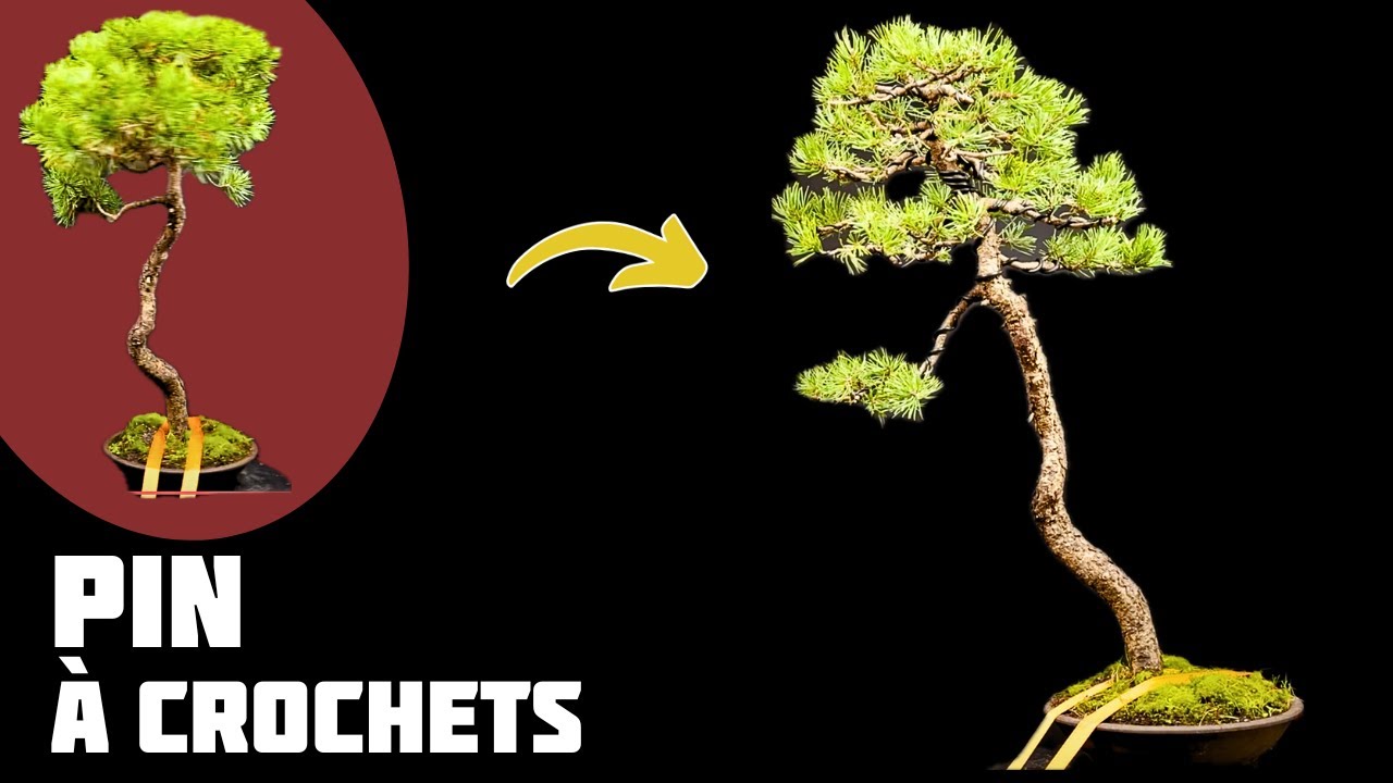 Je mets en forme un Pin à Crochet de Style Lettré 🌱 NEJIKAN BONSAI 🌱