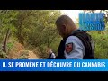 Un randonneur dcouvre des plans de cannabis dans la garrigue  enqute sous haute tension