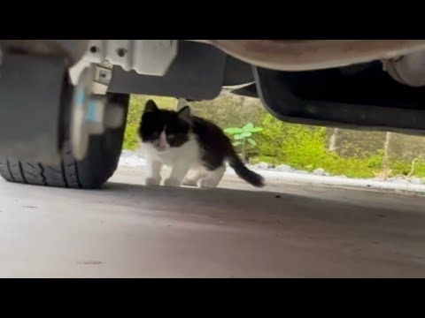 キャンピングカーに入り込む野良子猫が現れました（汗）