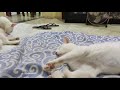 White kurochan cat  sleeping cat with floating leg