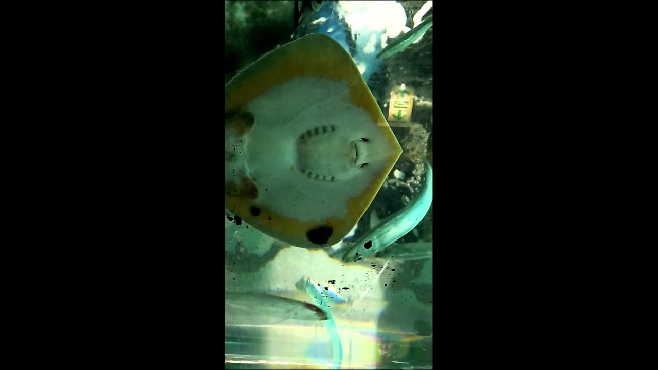 エイの口 Youtube