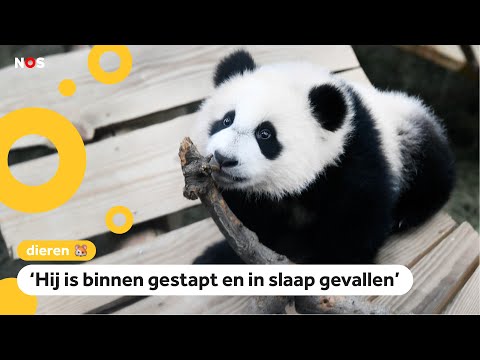 Video: Hoeveel pandas is daar in die wêreld oor?
