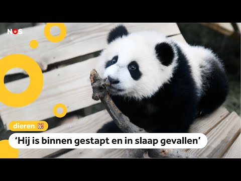 Daar is hij dan: het eerste Nederlandse pandajong
