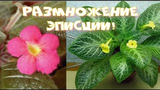 картинка: Размножение Эписции, в домашних условиях! Самый простой и надежный способ! #размножение#цветы