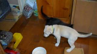 Puppy Stella and cat George playingDSCN0138
