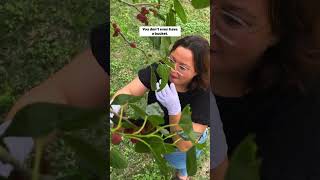 Just a little Easter update while I’m up to my neck in work & editing last year’s trips! #mulberries