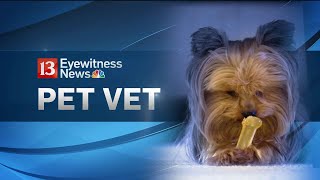 Pet Vet Get to know your vet  technician