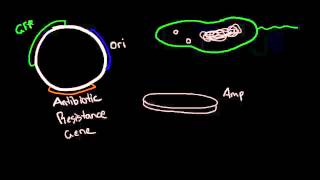 Episode 2. Plasmids
