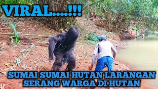 Download Lagu BUJANG RANAU TERBARU ‼️BERTEMU DULU MANTE ASLI PULAU SUMATRA MP3