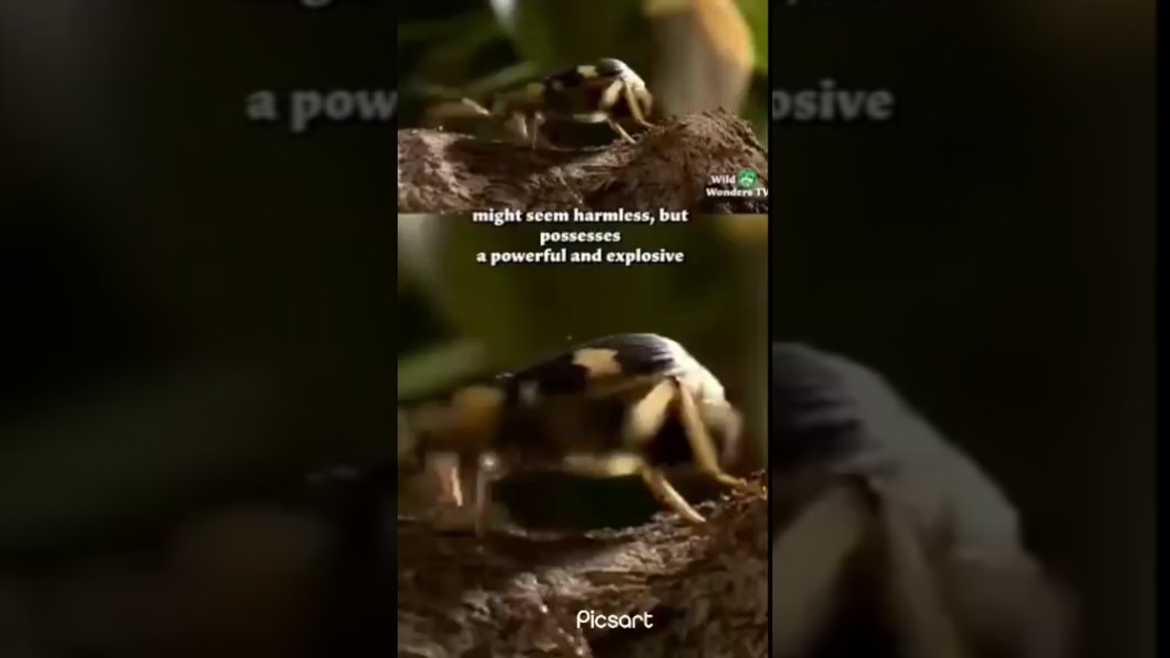 The Explosive Power Of The Fantastic Bombardier Beetle!