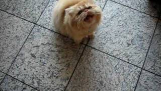 Persian Cats Crying for Food