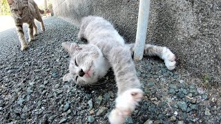 【猫島】ゴロゴロする子猫の所に母猫がやってきて・・・