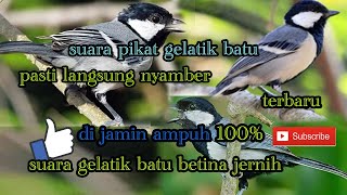 Download Lagu suara pikat gelatik batu terbaru paling dicari oleh para pemikat MP3