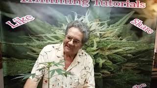 Choosing branches to keep, making cuttings for clones