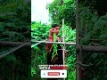 Yardlong Bean Harvesting ASMR #asmrvideo #asmrcommunity