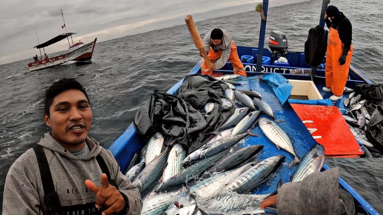 correr Red de comunicacion Agarrar Mira la increíble pesca del PEZ BONITO en altamar - YouTube