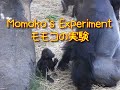 Momoko's  Weaning Experiment　Gorilla at Ueno Zoo　モモコの実験　上野動物園のゴリラ