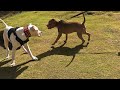 Dogo argentino & Pitbull (perro tipo bull)