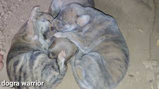 Greyhound Puppies For Sale  Whatsapp No In Description Greyhound Puppies Available