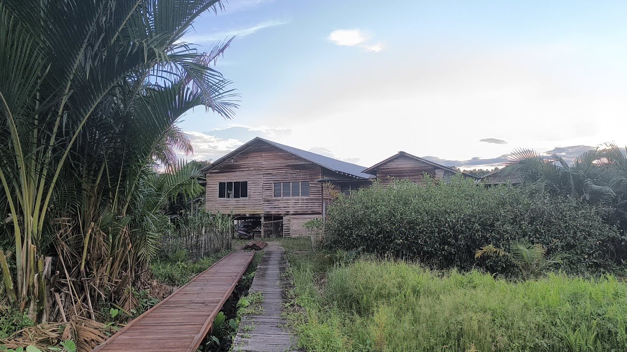 Suasana Lemai Ahi Di Rumah Panjai Achang Ibol Muding Pantu Sri Aman//Medak Aik Sungai