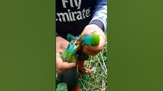 suara burung takur kejepit