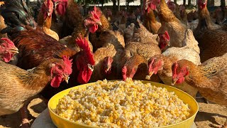 The process of growing corn for chicken , Duck feed in rural areas - poultry farms