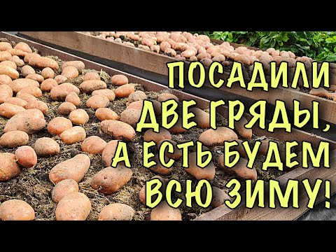 ЗАЧЕМ сажать СОТКАМИ? Посадили ДВЕ ГРЯДЫ, а ХВАТИТ НА ВСЮ ЗИМУ! УНИКАЛЬНЫЙ метод посадки картофеля!