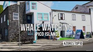 Observação de Cetáceos, Pico | Island Activities | Azores Top 10 Things To Do