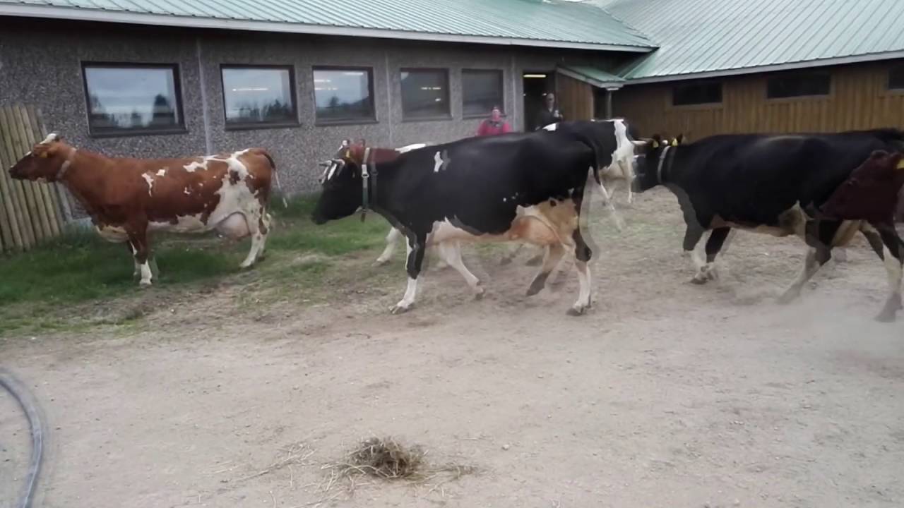 Lehmien laitumellelasku 2016