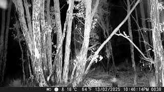 Trail cam - video 2
Please subscribe, like & share!
Please support - buy Jason a coffee ☕️
https://www.buymeacoffee.com/JasonHeal
Bitcoin donations welcome 🤗
bc1q8hz0xlw2wey7w04g7cmfr7vfcfcxg9z5flhaj4
Sign up for Coinbase using my link and we can each get 10 AUD in BTC. https://coinbase.com/join/BN3NJ2F?src=ios-share
Join Bitcoin Mining app, and earn while your sleeping. Get 10% extra earnings for me and you by using my link https://cloudminecrypto.com/?invite_code=Vw2ARqBOeOkKeQ6P
With a commitment to helping people, LiveGood brings you the most advanced nutritional supplements on the market, made with only the purest, highest quality, results-driven ingredients on the planet, without the expensive pricing mark-ups of other companies.
https://www.shoplivegood.com/Jas Trail cam - video 2