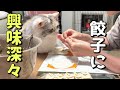 手作り餃子を作っていたら猫達に監視されてました