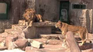 仰向けで寝るライオン リッキー~Lion goes to sleep on his back