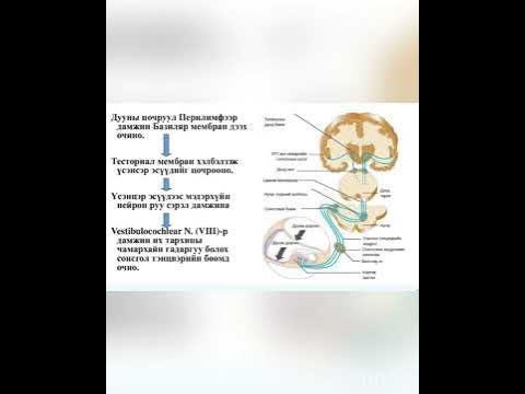 Сонсох,тэнцвэрийн эрхтэн - YouTube