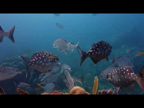 Scuba Diving In Cancun Mexico For 1st Time