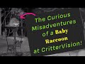 The Curious Misadventures of a Baby Raccoon at CritterVision!