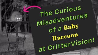 The Curious Misadventures of a Baby Raccoon at CritterVision!
