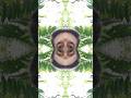 kaleidoscope #magic #kaleidoscope #fourhead #transition #trending #viral #shorts @videoriginality