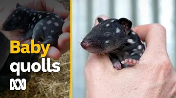 Baby eastern quolls born in captivity give hope for extinction reversal | ABC Australia