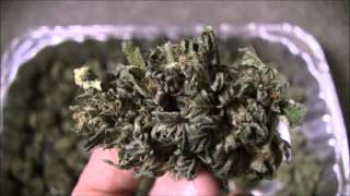 The Weed Nerd Episode #92