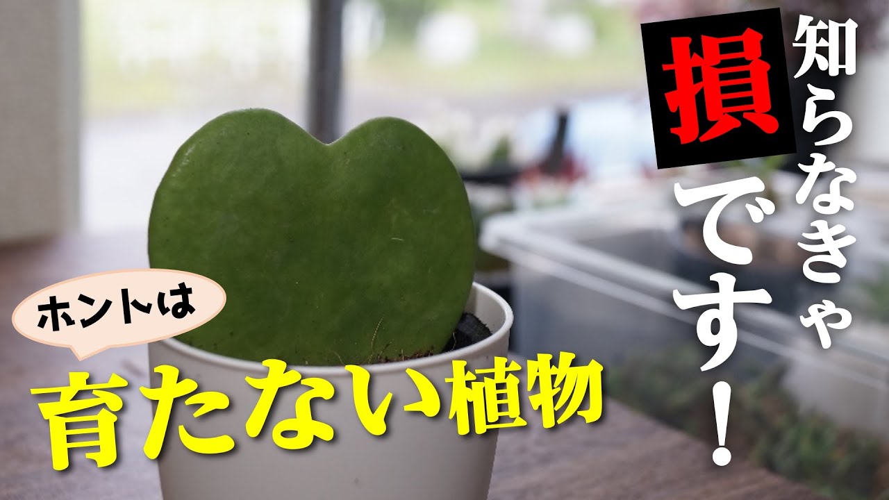初心者必見 必ず枯らしてしまう観葉植物があるってホント 園芸の知識 ホヤの葉挿し Youtube